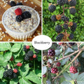Sweet Thornless BlackBerry Live Plant, 5-8" Tall, Hardy BlackBerry Bush, Sweet BlackBerry Fruit Plants Live for Planting in Garden, No Pot