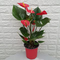 Anthurium Flower Live Plant, House Plant Live, Red Anthurium Plant Live, 5 to 7 Inches Tall
