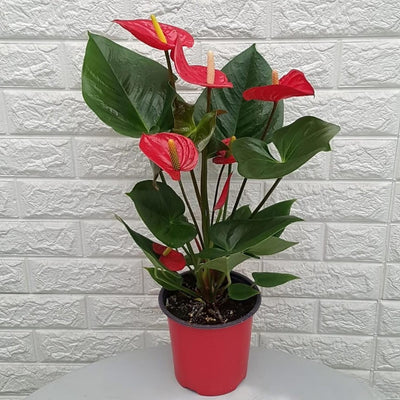 Anthurium Flower Live Plant, House Plant Live, Red Anthurium Plant Live, 5 to 7 Inches Tall