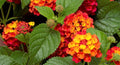 2 Lantana Plants Live, Lantana Live Plants for Planting Outdoors, Perennial Plants, Well Rooted, Random Color Lantana