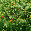 Chiltepin Pepper Plant Live, Chiltepin Pepper Plants, Chili Live Plant, 4-7 Inches Tall, 4 Inch Pot for Growing