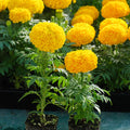 2 Yellow Marigold Live Plants 3-6 Inches, Perennial Marigold Flowers Plants for Outdoor Growing