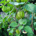 Cape Gooseberry Live Plant, Sweet and Tangy Yellow Berry, 7-10" Tall in 4 Inch Pot, Gardens and Containers Planting