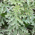 Geranium Plants Live, Variegated Geranium Live Plants from 4 to 6 Inches Tall, Bright Flowers Bush for Outdoor Garden