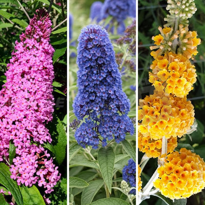 Random Butterfly Bush Live Shrub Plant Shrub, Buddleia Bush Well Rooted, 5 to 10 Inc Tall