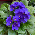 Blue African Violet Plant Live, 4 Inch Pot, Indoor Flowering Plant