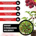 Dwarf Everbearing Mulberry Tree Live Plant for Planting, Mulberry Tree, Everbearing Fruit Tree, 4-7" Tall Plant