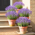 Lavender Plant Live, Phenomenal Lavender Plant Live Indoor Outdoor, Vibrant Bloom, 8 to 10 Inc Tall, Quart Pot, Fragrant Lavandula Seedling for Patio and Container
