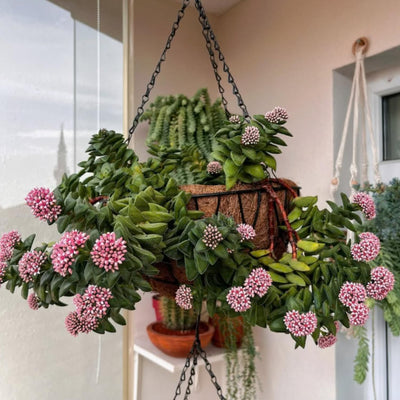 Crassula Springtime Plant, Rare Succulent Plant Live, 2 Inches Pot for Indoor Outdoor Landscape