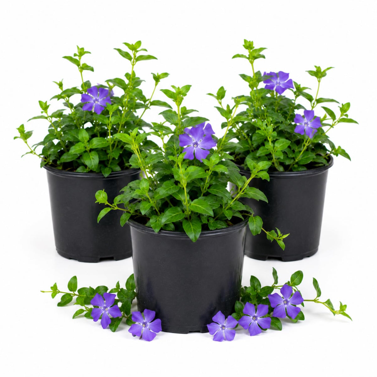Pack 3 Vinca Minor Plants 4'' Pots, Purple Periwinkle Ground Cover Plants, Trailing Vines for Garden Borders and Landscape