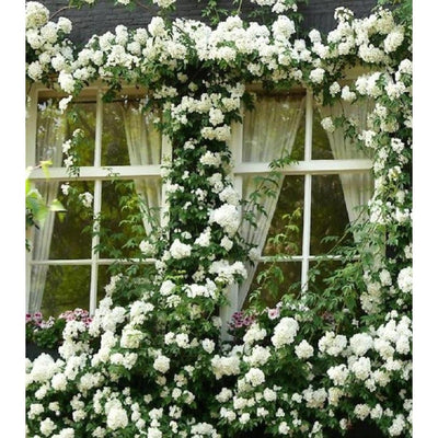 White Rose Live Plant, Can Grow As Rose Bushes Shrubs or Climbing, Fragrant Ready to Plant, Starter Size, 5 to 10 Inc Tall, Dormant in Winter