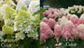 Light Green Lime Hydrangea Bush Plant Tree Live Shrub Beautiful Colors in Pot, Starter Plant, 5-9" Tall