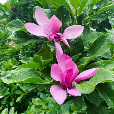 2 Ann Magnolia Trees Live Plants, Deep Pink Magnolia Shrub Tree Live Plant in 2.5" Pot, 6-12 Inches