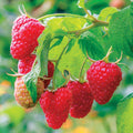 Raspberry Plant Live 6 to 12 Inch Tall, Sweet Raspberry Bush Live Plant Well Rooted Zone 3 to 8 (Red Raspberry)