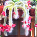 Monkey Tail Cactus Live Plant, Trailing Succulent Cactus Bareroot, 3-6” Tall Rooted, Monkey Tail Cactus for Indoor Outdoor Growing