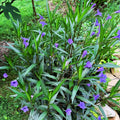 Mexican Petunias Live Plants, Purple Mexican Petunia Plant Live in 4" Pot, Starter Plant from 3 to 5 Inches Height, Vibrant Shrub for Outdoor Garden