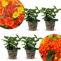 2 Orange Lantana Plants Live Trees, Ready to Bloom, Hardy Long Blooming Seasons, Vibrant Colorful Perennial Fragrant, 5-10" in Tall, Full Sun Growing