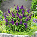 Potted Butterfly Bush Live Plant, 5-9" in Tall, Cold Hardy, Spring Outdoor PlantingBlooms Summer to Fall, Dormant in Winter (Violet Buddleia Plant)