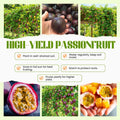 Passion Fruit Plant Live 4-7 Inch, Passionfruit Vine for Outdoor Garden, Tropical Climbing Vine for Trellis, Fence or Backyard Growing (High Yield Passionfruit)