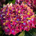 Hydrangea Live Plant in 2.5 Inc Pot, Hydrangea Tree Shrub Bush Perennial Outdoor Planting, Change Color Each Season (Ruby Red Pink)