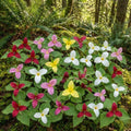10 Assorted Trillium Bulbs, Perennial Flower Bulbs, Trillium Bulbs for Growing Outdoors Indoors