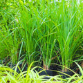 10 Perennial Lemon Grass Plants Live, Lemongrass Plants Stalks, Ready to Plant Herb, Size 5-9" in Tall, Well Rooted for Planting Outdoor, Full Sun