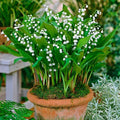 5 Lily of The Valley Bulbs, White Lilies of The Valley Flower Plants Bare Roots for Planting Outdoor Indoor Garden