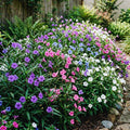 Set 6 Mexican Petunias Live Plants, Mexican Petunia Plants, Well Rooted, 5 to 7 Inc Tall, Shrub Plant Live for Growing Indoor Outdoor (Mix)