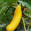 2 Summer Squash Plants Live 4'' Pot, Edible Squash Plant for Raised Beds, Patio Containers or Outdoor Growing, 2 Plants per Pot