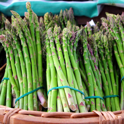 10 Green Asparagus Roots, Bare Root Asparagus Crowns for Planting, Hardy Perennial Vegetable Garden