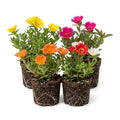 Set 4 Mixed Portulaca Plants 4-7 Inches, Vibrant, Low Maintenance Moss Rose Flowers for Garden Beds, Containers and Patios