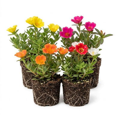 Set 4 Mixed Portulaca Plants 4-7 Inches, Vibrant, Low Maintenance Moss Rose Flowers for Garden Beds, Containers and Patios