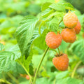 Raspberry Plant Live for Planting 6 to 12 Inch Height, Raspberry Bush Live Plant to Grow, Sweet Raspberries Seedling Outdoor (Yellow Ann Raspberry)