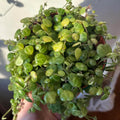 String of Turtles Live Plant, Live String of Turtles Plant, Succulents Plant Live String of Turtles, Live Plant Indoor String of Turtles, Vine Plant for Houseplant (6 Inch Potted)