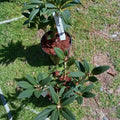 1-2 Feet Rhododendron Plants Live Bush Shrubs in 1 Gallon Pot for Planting, Azalea Bush Ready Plant, Live Rhododendron Plant Azalea (Light Purple)