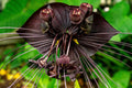 2 Black Bat Flower Tacca Chantrieri Plants Live for Growing, in 2 Inch Pot, Black Orchid Bat Flowers Ready to Grow