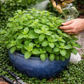 Mojito Mint Live Plant in 3.5 Inc Pot, Fresh Mint Herb Live for Outdoor Indoor Container