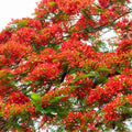 Starter Red Royal Poinciana Tree Live Plant 4-6 Inches in Tall in 4" Pot, Live Flamboyant Tree for Outdoor Planting, Jacaranda Trees Like