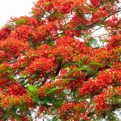 Starter Red Royal Poinciana Tree Live Plant 4-6 Inches in Tall in 4" Pot, Live Flamboyant Tree for Outdoor Planting, Jacaranda Trees Like