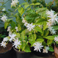 Set 2 Jasmine Plant Indoor Live, 5 to 7 Inc Tall, Jasmine Flower Plants Seedlings No Pot, Annual Flower Blooming