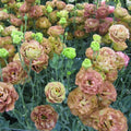 Lisianthus Live Plant, 3-5 Inches Tall, Eustoma Lisianthus Flowers Plant, Flowering Seedlings for Garden and Patio, No Pot