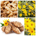 Set 5 of Jerusalem Artichoke Live Tubers, Sunchoke Bulbs for Planting, Vegetable Plant Garden