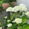 White to Green Hydrangea Live Plant 4" Pot, Hydrangea Shrub Flower Plants for Outdoor or Indoor Planting, Change Color Perennial Plant