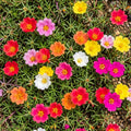 4 Moss Rose Plants Live in 4'' Pot, 4-8 Inches Tall, Random Moss Rose Portulaca Plants, Perennial Ground Cover, Vibrant Blooms for Garden Beds, Outdoor Planting