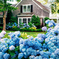 Well-Rooted Hydrangea Live Plant in 2.5 Inch Pot, Hydrangea Tree Shrub Bush Perennial Outdoor Planting (Bigleaf Blue)