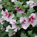 Rose of Sharon Plant, Hardy Althea Hibiscus Flowering Shrub in 4'' Pot, Outdoor Garden Starter Plant for Landscape or Hedge (White Pink)