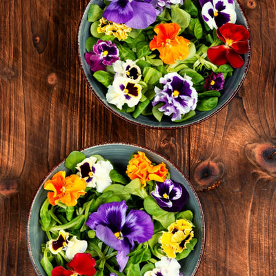 Mix Pansy Plants Live 4 Inch Pot, Colorful Blooms for Garden Beds, Containers, and Borders, Pansies Flowers in Pot 3-5 Inches Tall