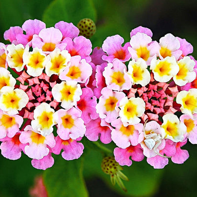 Set 3 Lantana Plants Live, Pink Lantana Flower Live Plants Well Rooted from 4 Inc Tall