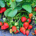 Set 10 Strawberry Bare Roots, Strawberry Plant Live, 5 to 7 Inc Tall, Fruit Garden (Red)