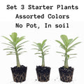 Pack 3 Mix Desert Rose Plants, 4-7" Tall Adenium Desert Rose Flowers Plant, Vibrant Bloom, No Pot, Perennial and Hardy Succulent Plant